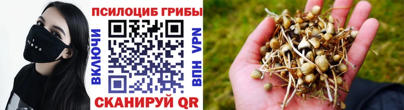 где купить   Муравленко  MEGA ссылки  Псилоцибиновые грибы Psilocybine cubensis 